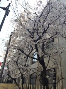 南小学校桜