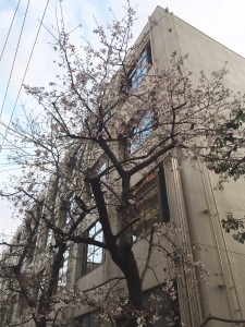 南小学校の桜①