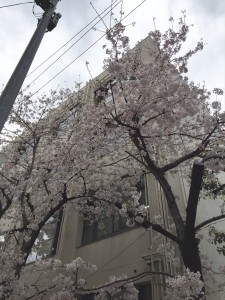 南小学校の桜②