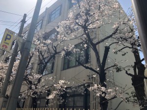 南小学校桜　2018