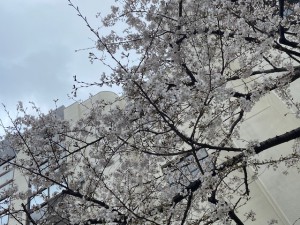 南小学校の桜②　2020